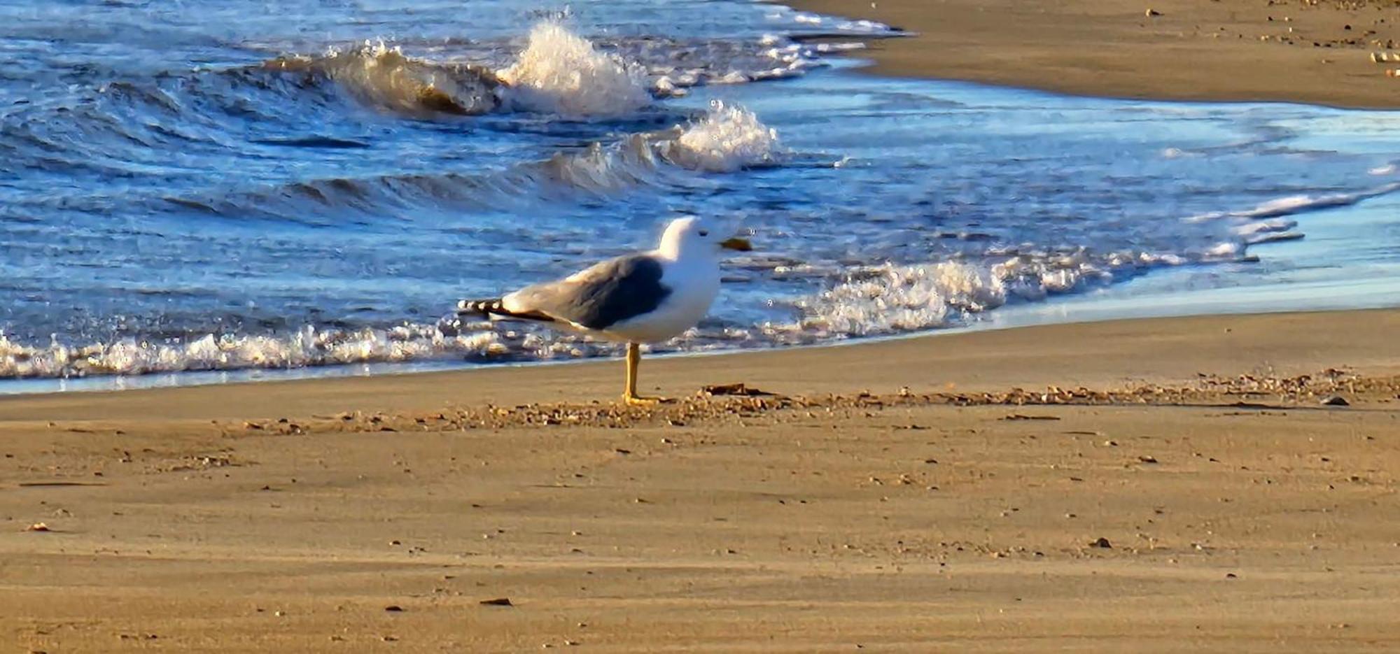 Le Mieukerien - Reserve Africaine 15 Mn, Plage 200M, Terrasse Port-la-Nouvelle Εξωτερικό φωτογραφία